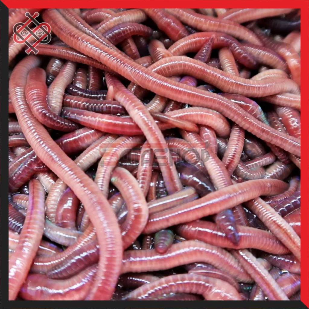 CACING TANAH ANC / LUMBRICUS 100 EKOR - PAKAN IKAN - UMPAN PANCING - PAKAN BURUNG UNGGAS