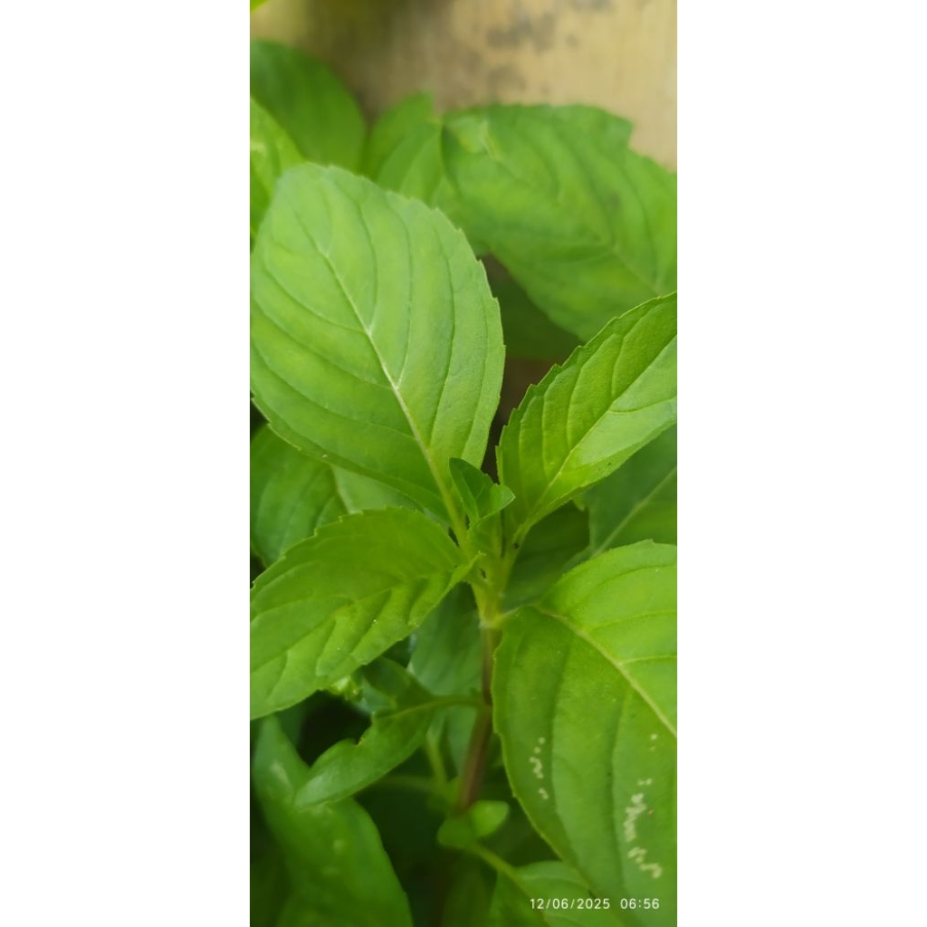 

Daun Mint Segar 100gr