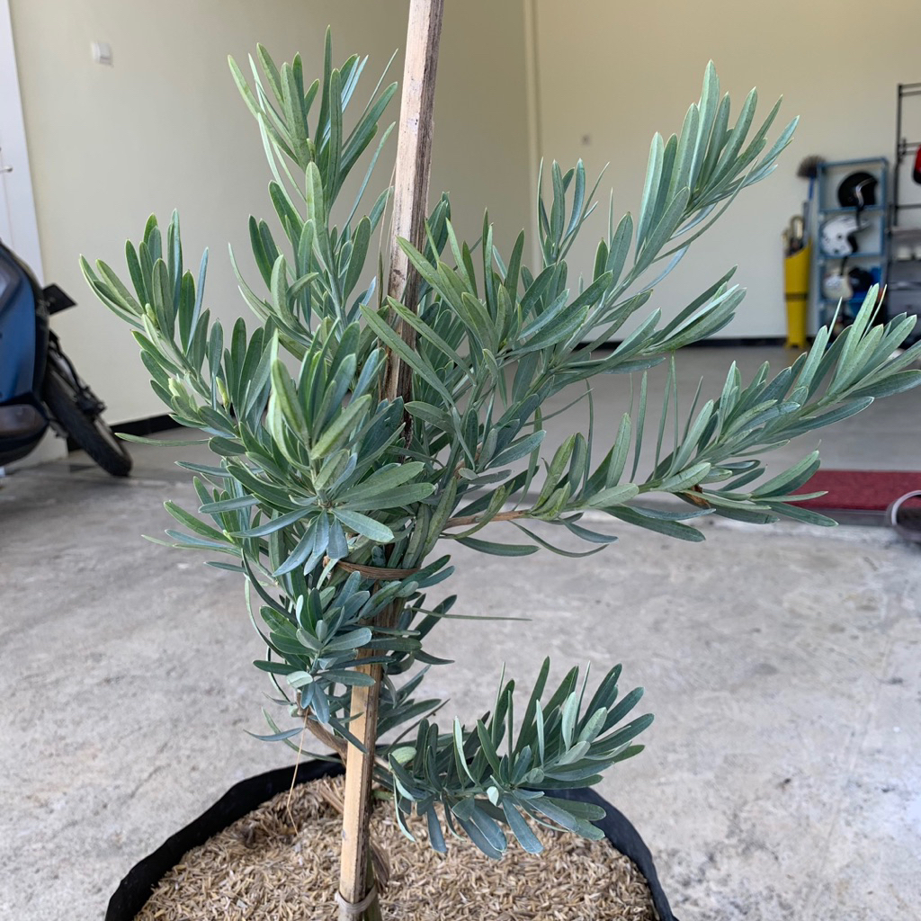 tanaman lohansung blue ice (import) SEDANG - lohansung silver - lohansung biru