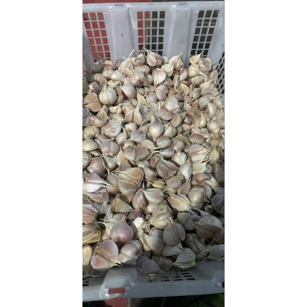 

BAWANG KATING 500g BERSIH FRESS