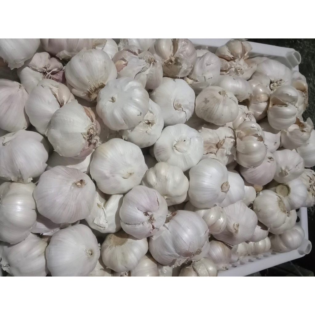 

Bawang putih super