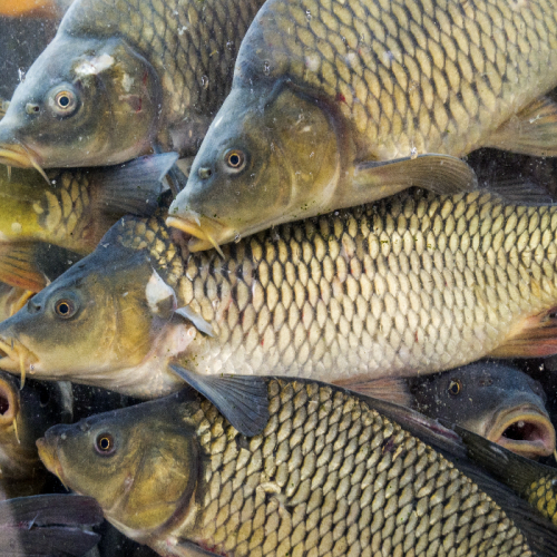 

Ikan Mas Segar