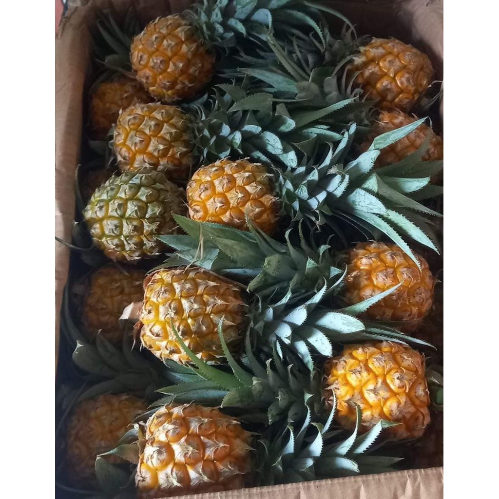

Nanas Madu Pemalang 1 buah