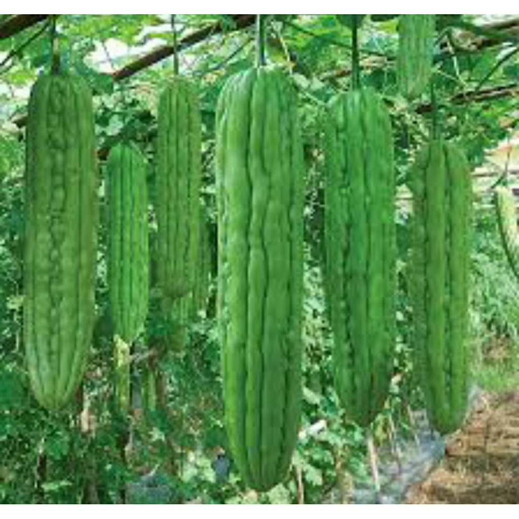 

paria segar/pare segar