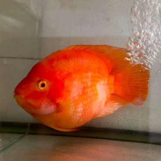 Ikan Hias Kingkong Red Parrot 16 - 19 cm