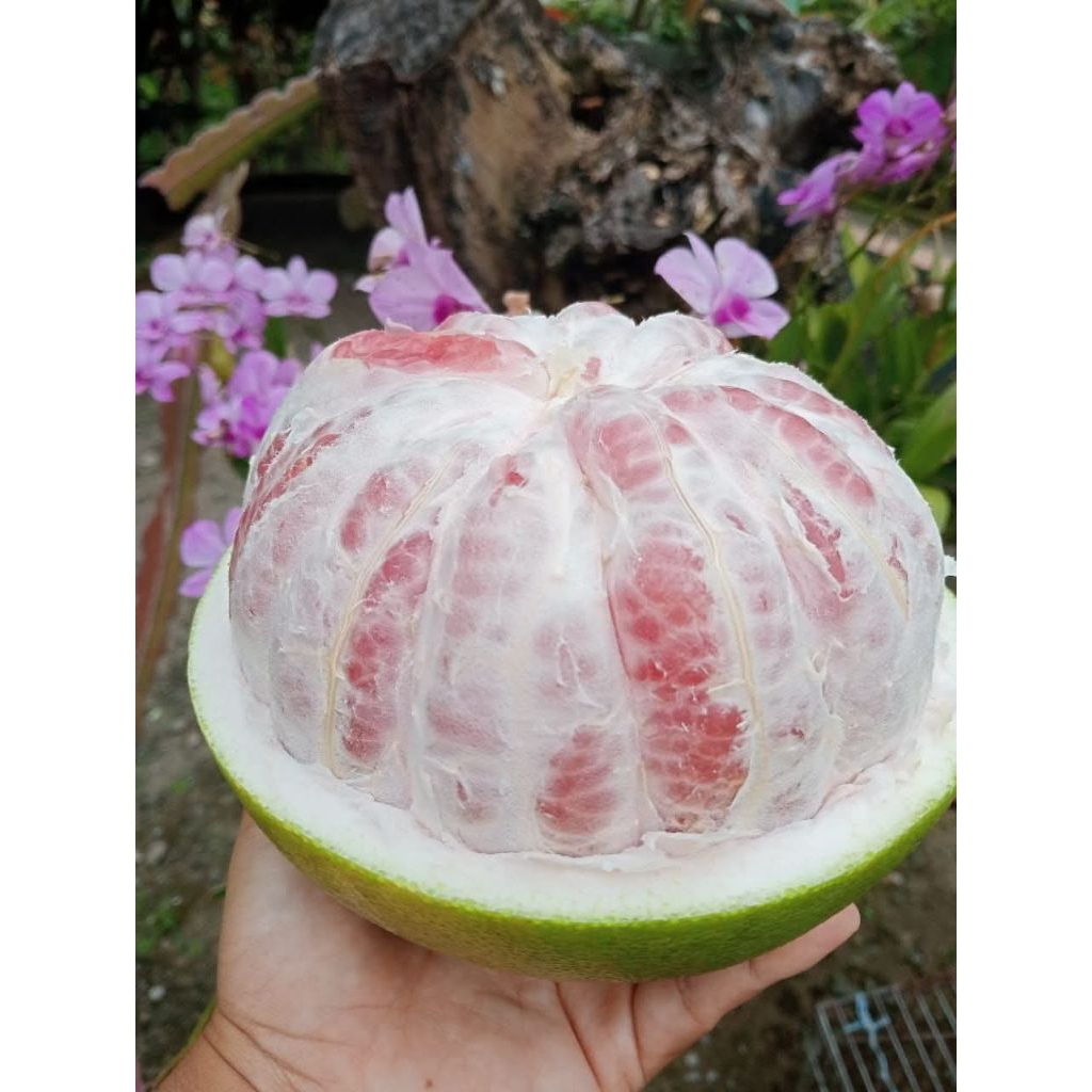 

Jeruk Pamelo Madu Super Jumbo 1 biji berat 1,8 - 2 kg up ISTIMEWA & GARANSI