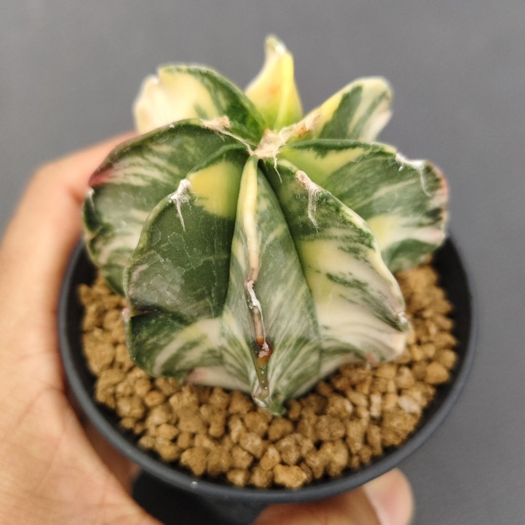 Tanaman Kaktus Astrophytum capricorne variegata