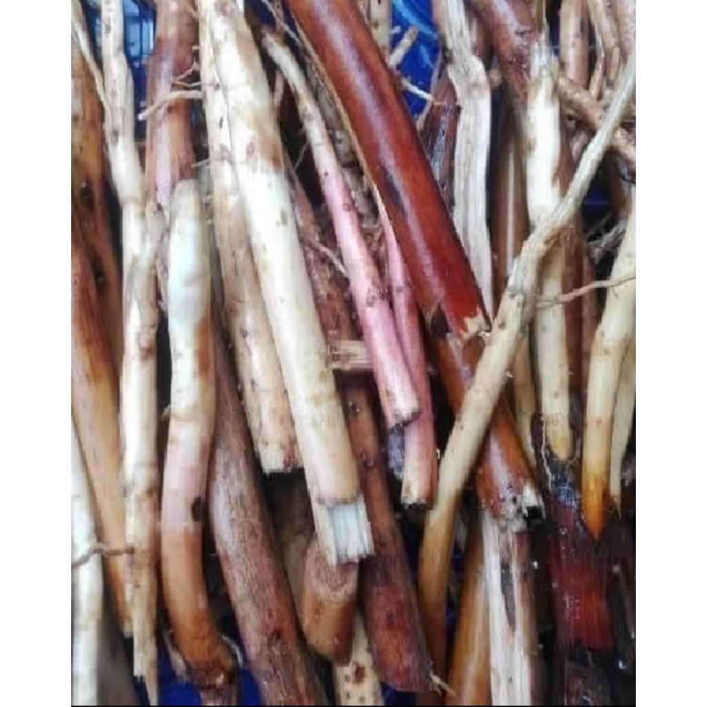 

akar pinang herbal/250g