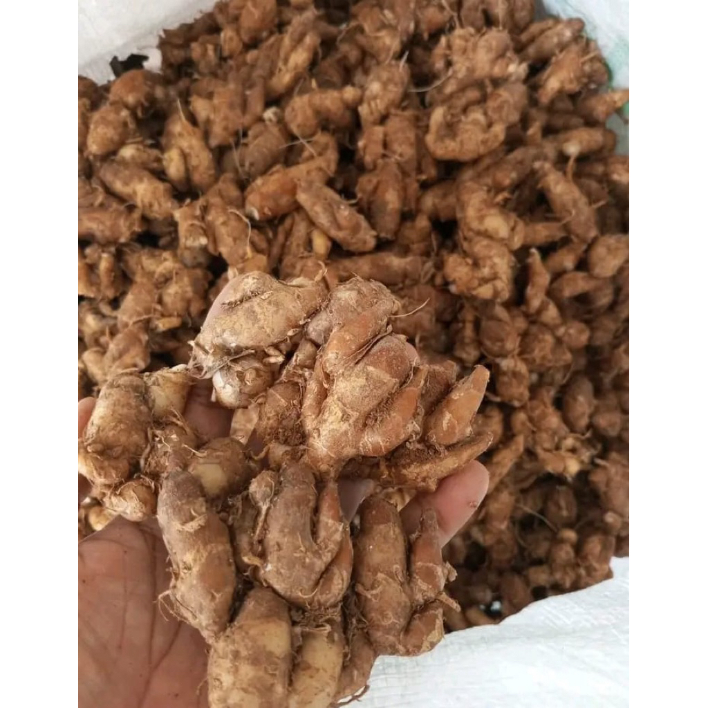 

kencur wangi Pedas 1kg