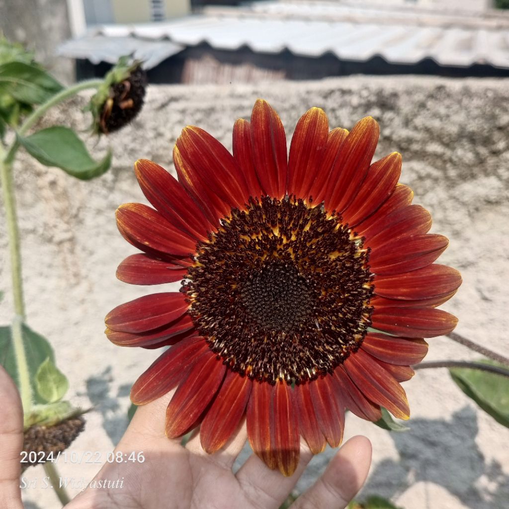 

Bunga matahari coklat/ Chocolate Cherry Sunflower