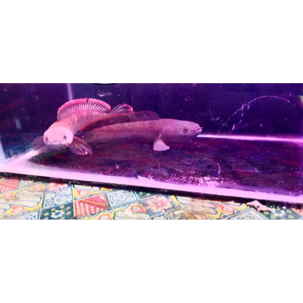 limbata jumbo istimewa