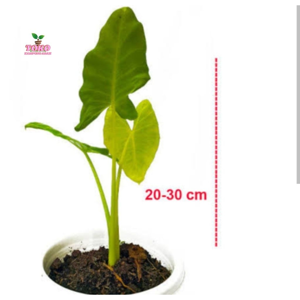 jual talas sente talas hijau