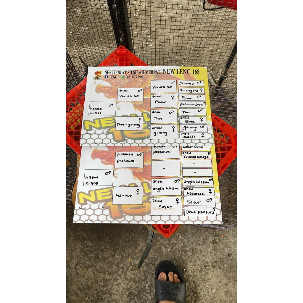 merpati kolong ring leng168 cucu jaguar