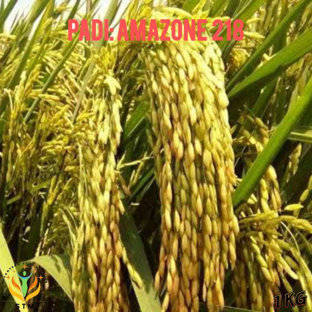 Bibit Padi Amazone 218 Kualitas Unggul 1Kg