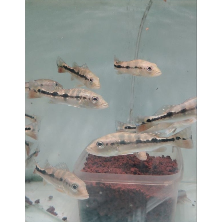 KODE X9H Pbass Blue Azul 78 cm