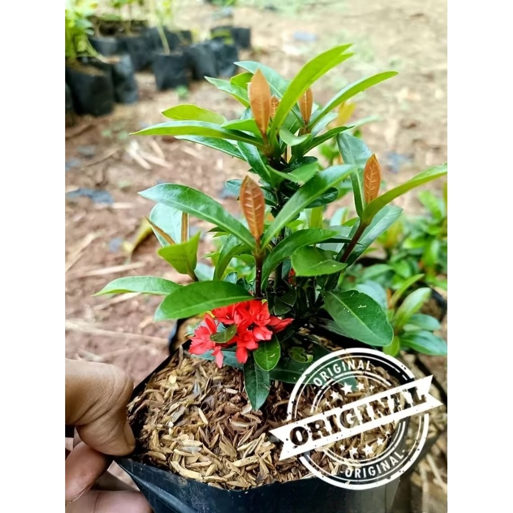 PROMO Paket 5 Pcs tanaman hias asoka bunga merah daun mikro - pohon asoka india