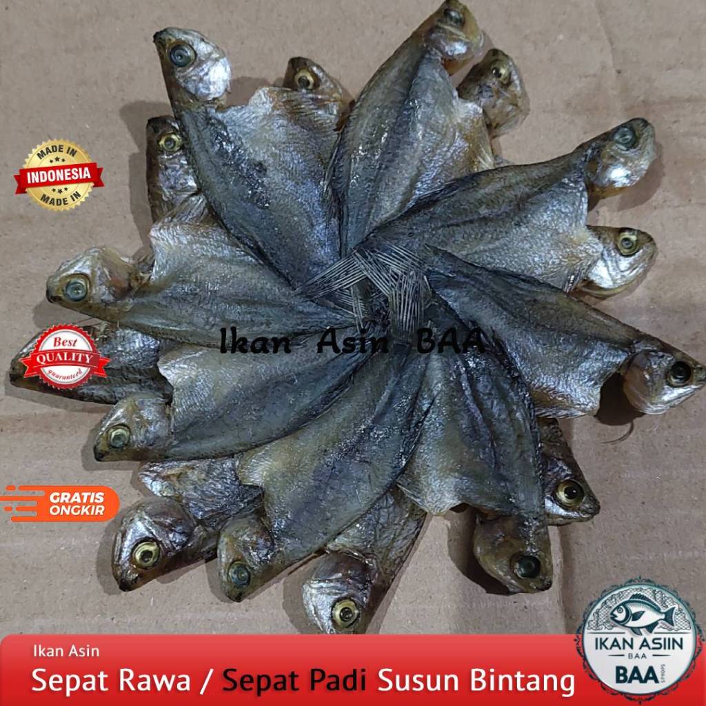 

Ikan Asin Sepat Rawa / Sepat Padi Susun Bintang Kualitas Premium