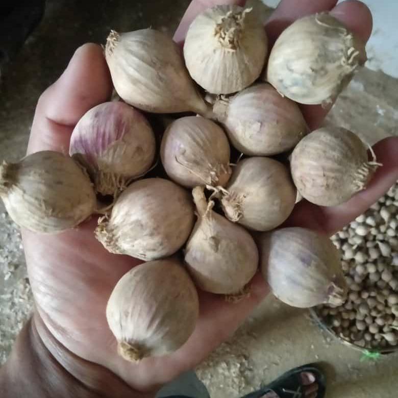 

Bawang Putih Lanang Lokal bawang Putih Tunggal Asli Lokal Kualitas PREMIUM DAN TERLARIS