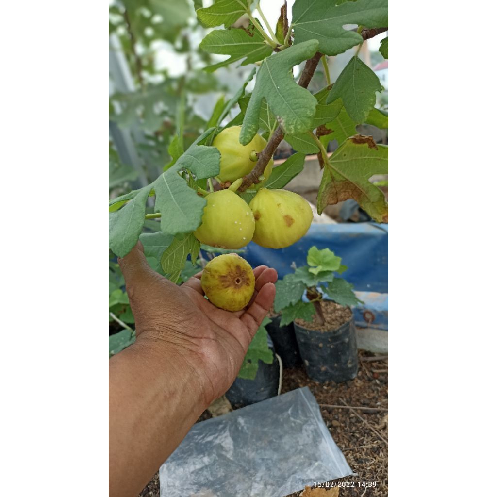 pohon tin NNYC buah besar manis