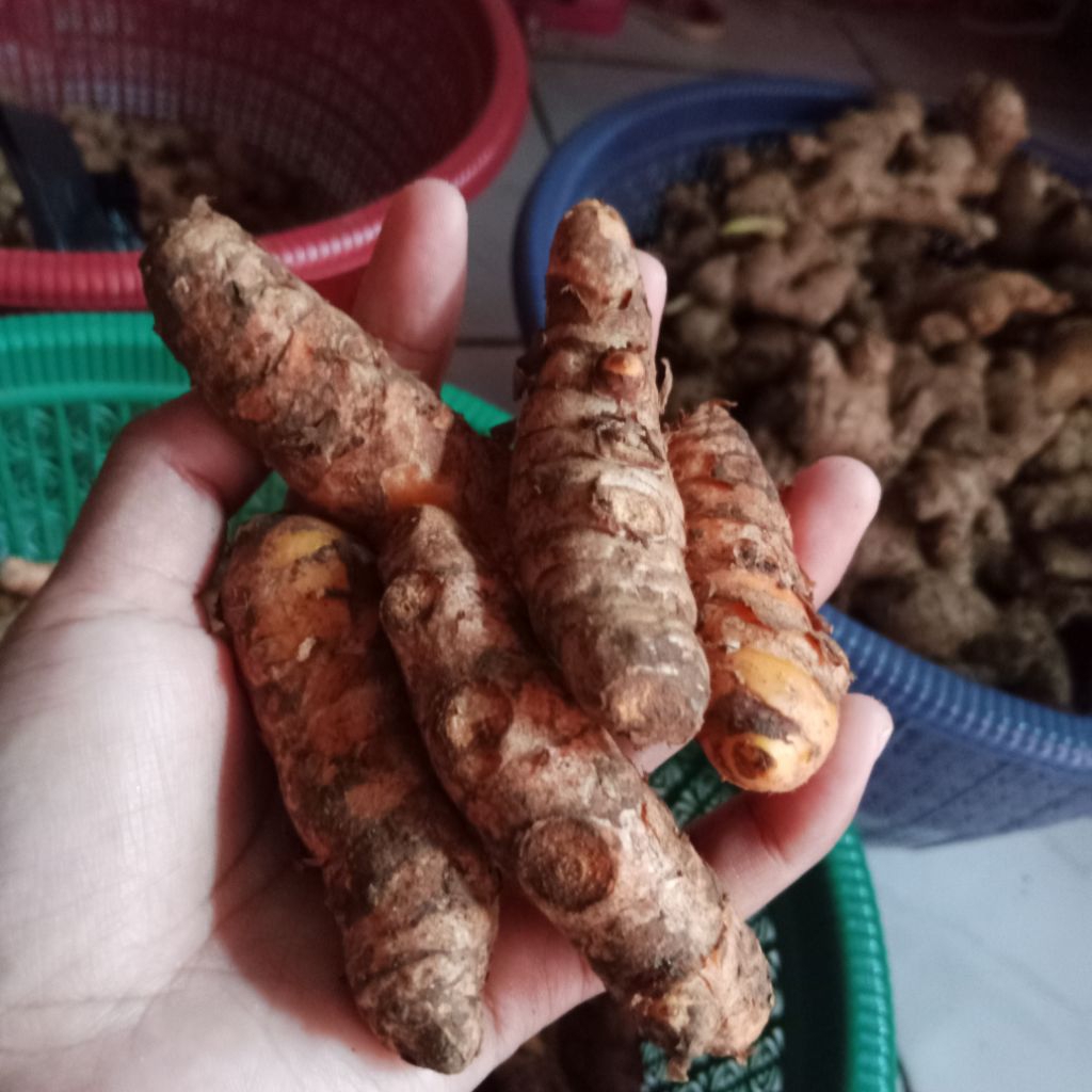 

KunyitPanjang
