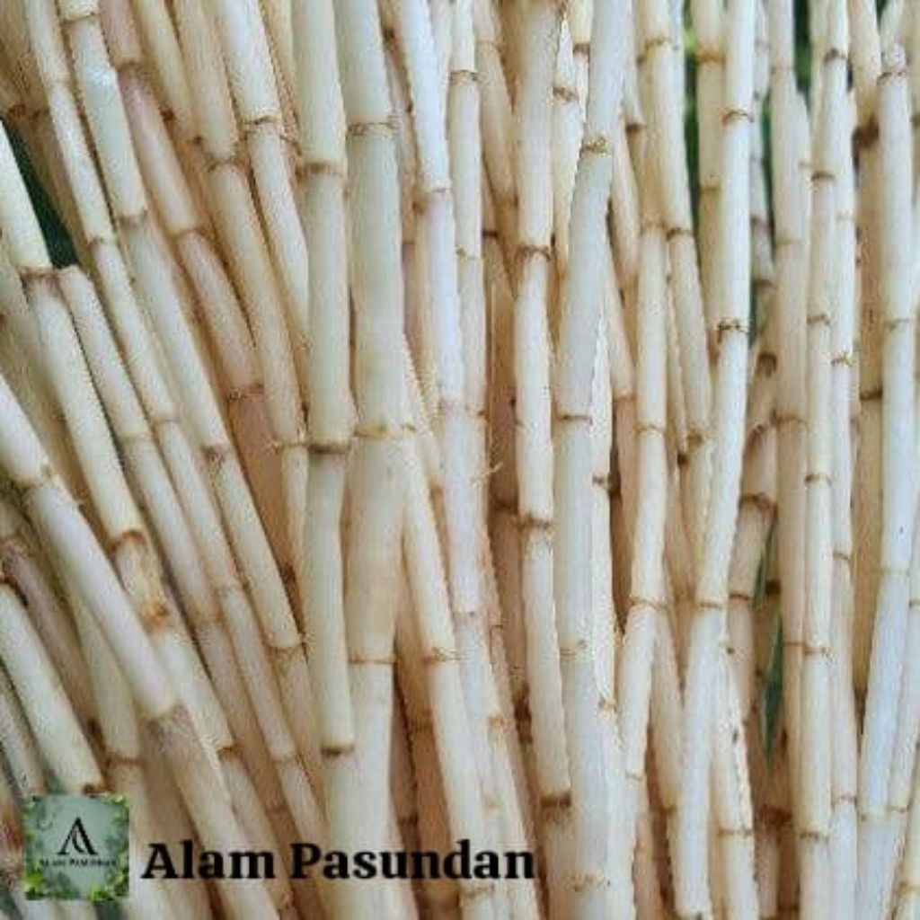 

herbal pilihan Akar Alang alang segar 250gr/500gr termurah