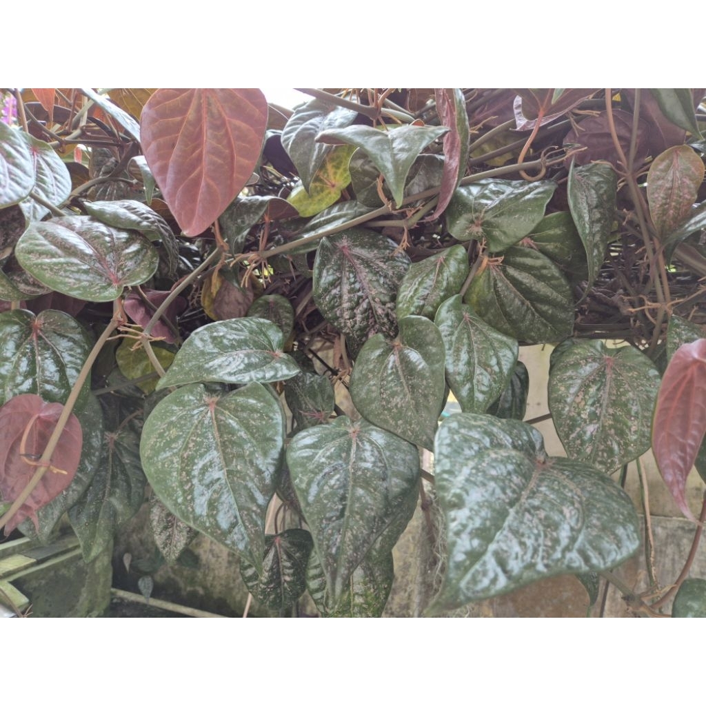 

Daun Sirih Merah segar