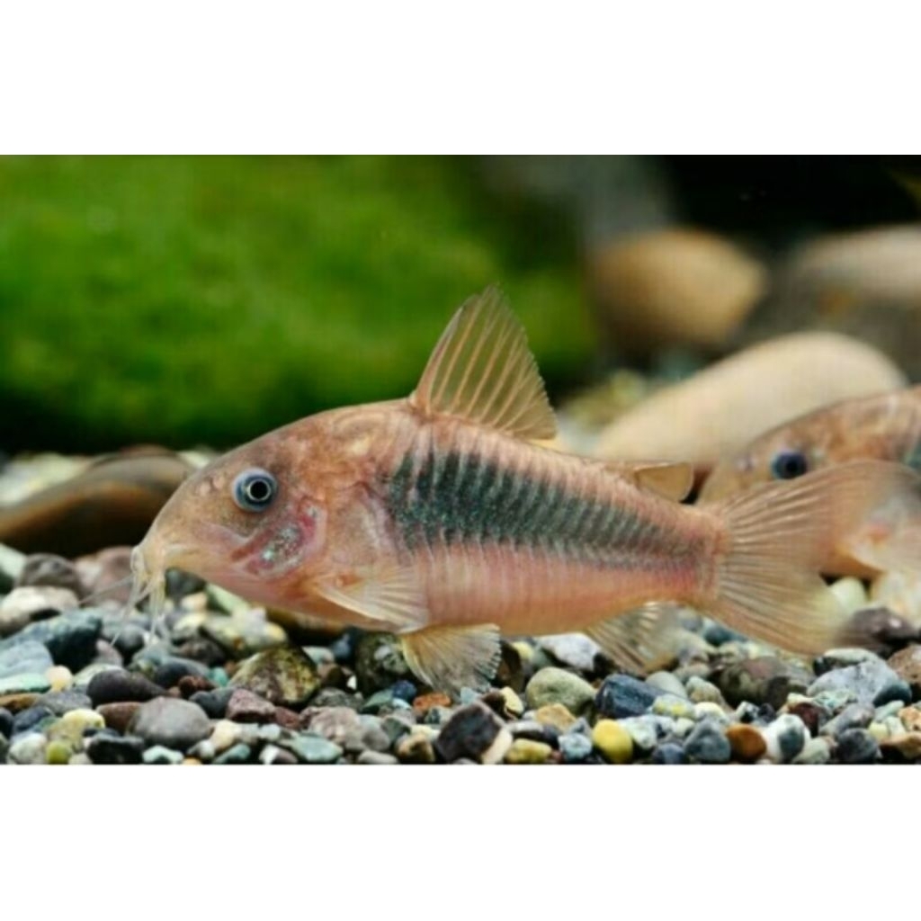 

corydoras aines