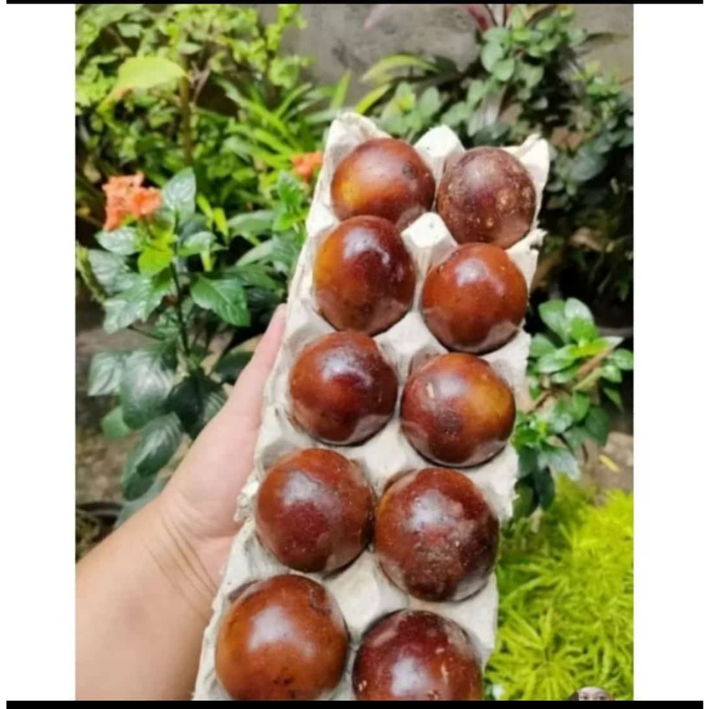 

1 BUTIR TELUR ASIN ORIGINAL DAN BAKAR
