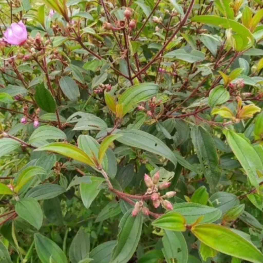 

Daun Senggani Segar Herbal Alami 250 gram