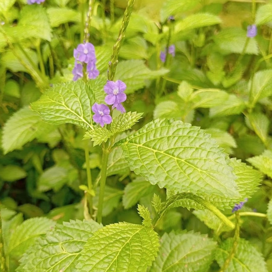 

Daun pecut kuda/jarong segar 1 kg