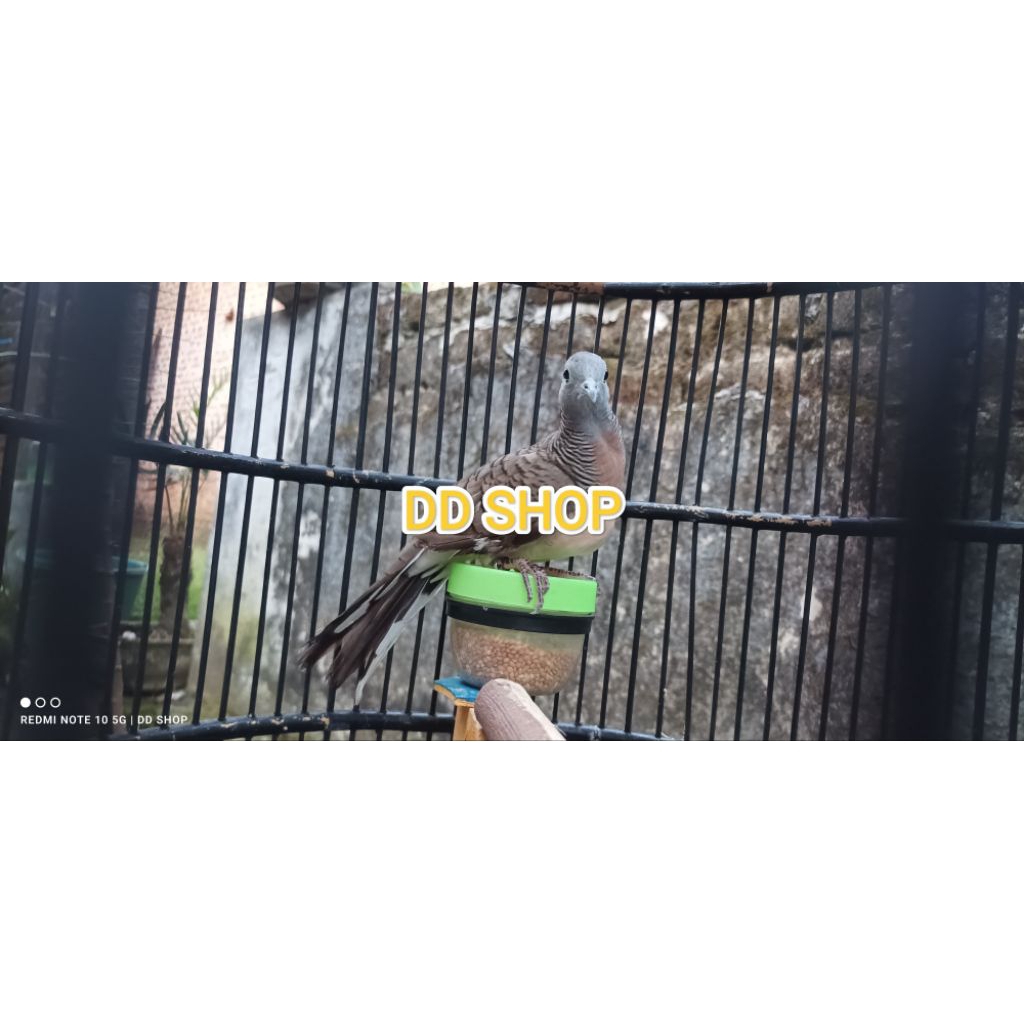 Perkutut Bangkok Berkualitas ORI Jantan Dewasa Pakai Ring Burung Pilihan Sudah Rajin