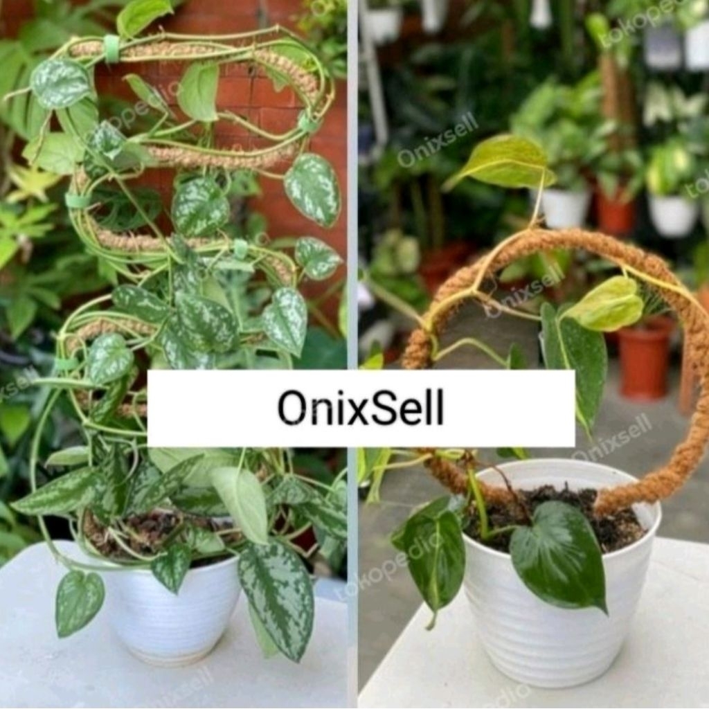 Turus Bulat dan Turus S Tanaman