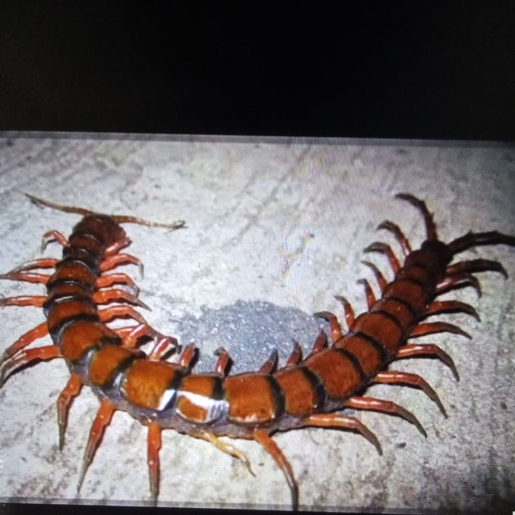 

STIKER KELABANG/LIPAN 14CM