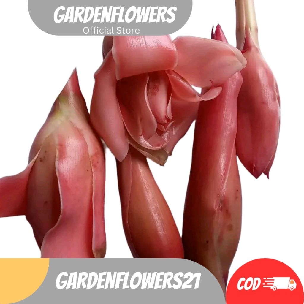 

BUNGA KECOMBRANG_BUNGA ROMBEH PELENGKAP MASAKAN