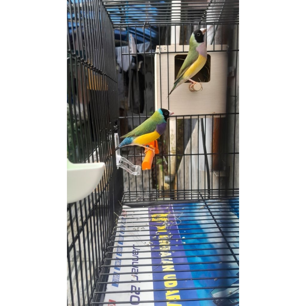 gold amadine finch GA