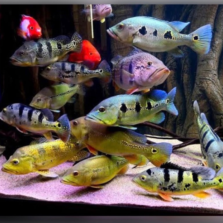 KODE L82R IKAN HIAS PBASS MONO AZUL KELBERY ORINOCO XINGU IKAN HIAS PREDATOR AQUARIUM