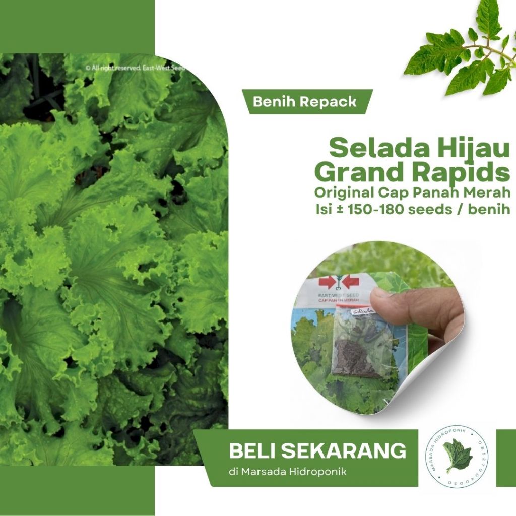 Bibit Benih Selada Grand Rapids Panah Merah Kemasan Repack