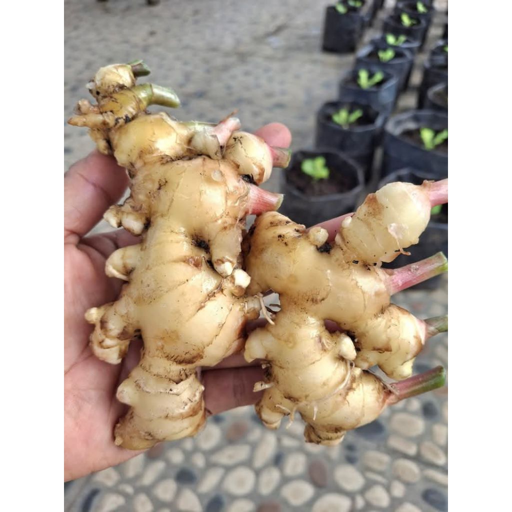 

jahe herbal lampung 500gr