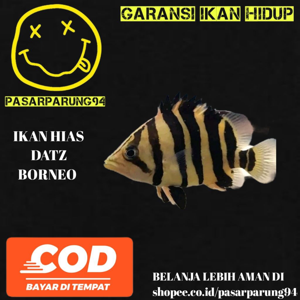 kebutuhan aquarium datz Borneo 7-8-9cm