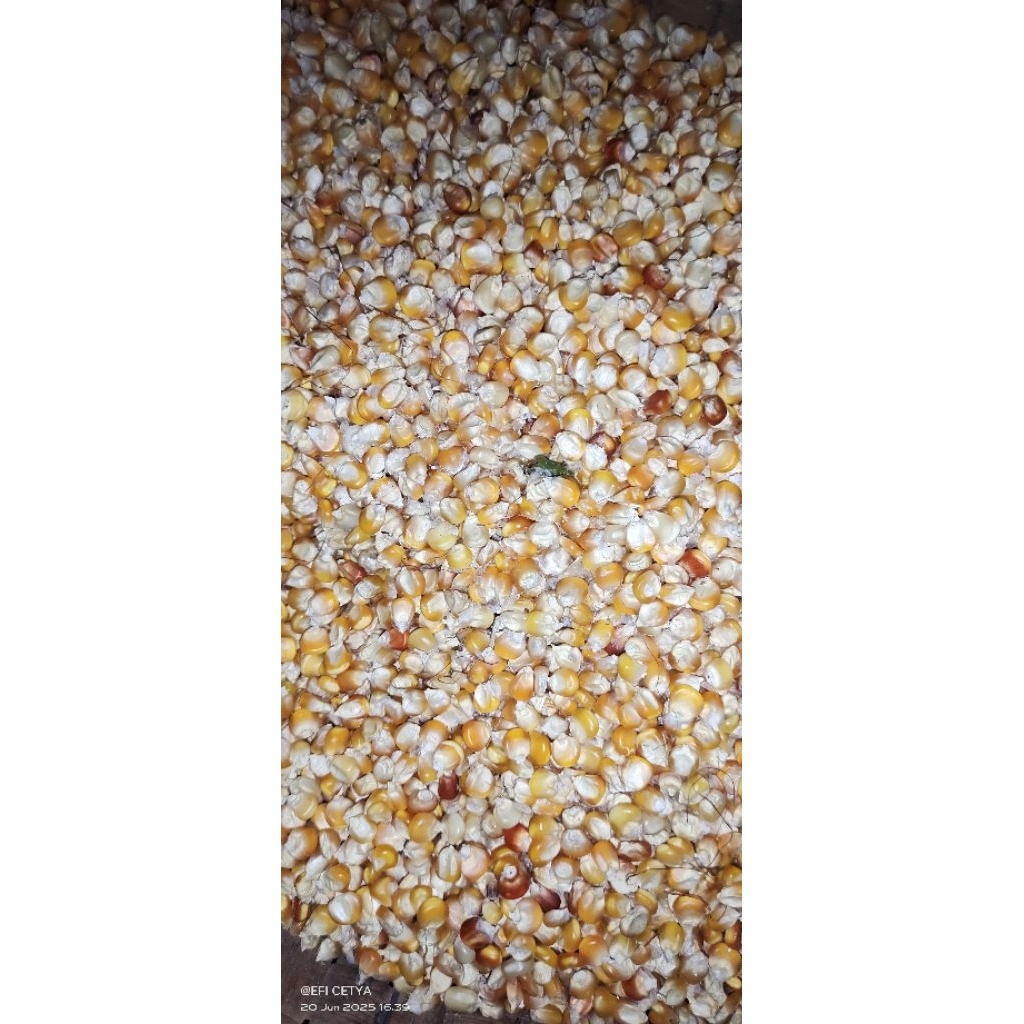 

JAGUNG MANGGAR PIPIL MURAH SERBAGUNA UNTUK MASAKAN ATAU PAKAN AYAM/ MERPATI