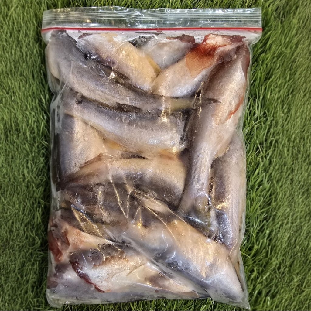 

Ikan senangin Cicak 18-20 Ekor / Kg