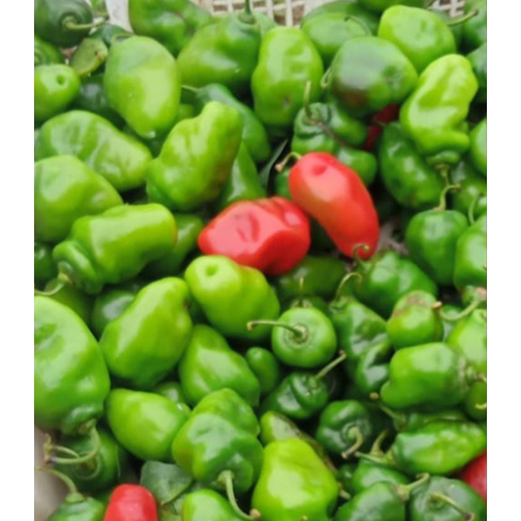 

Lombok dieng/ lombok bendot/lombok bandung