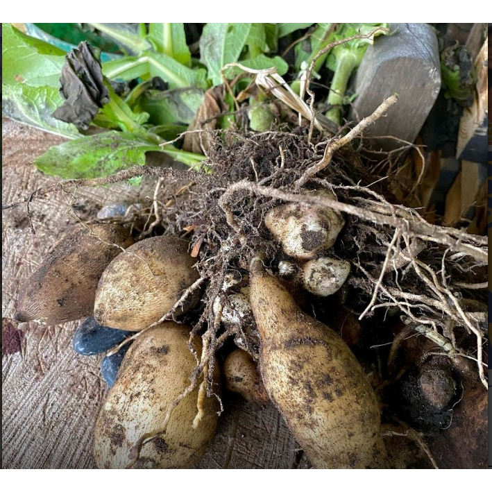 

Ubi Yakon Asli Wonosobo