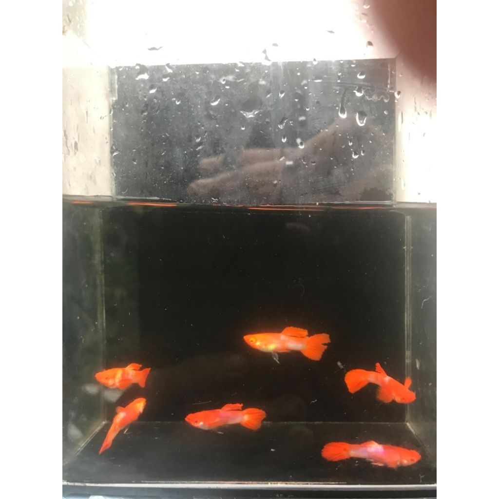 gantungan kunci guppy albino koi gen red ear jantan usia +4 bulan indukan