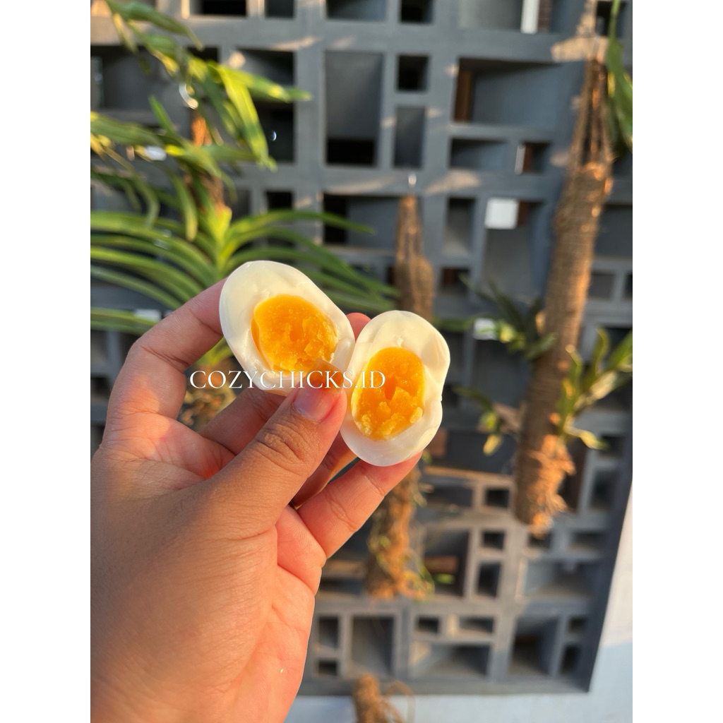 

Telur Ayam Kampung konsumsi