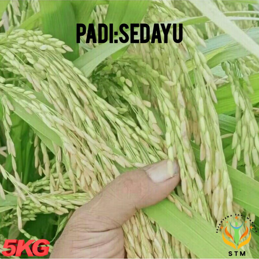Bibit Padi Sedayu Unggul Kualitas Super Kemasan 5Kg