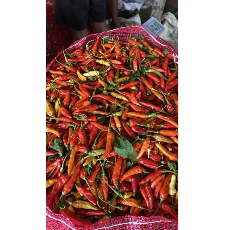 

GRATISONGKIR//CABEGRONDELRENGEL/cabegrondelfresh