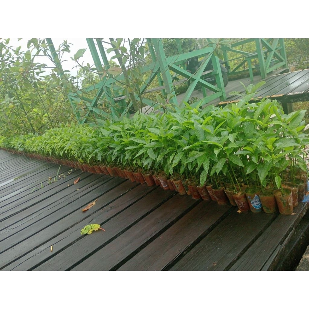 

daunrurutsudahmenjadibubuk