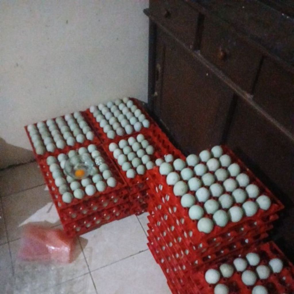 

telur bebek mentah