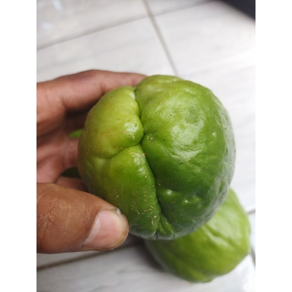 

Bibit buah labu Siam sayur
